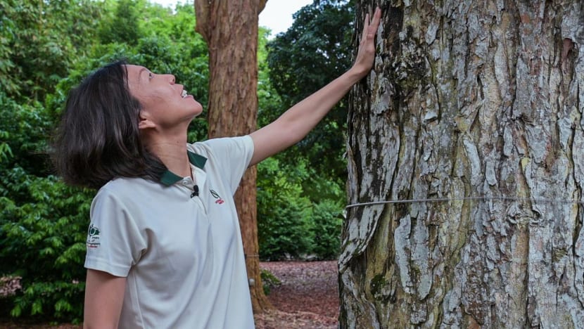 Mendengar pohon 'berbicara': Cara dokter pohon di Singapura pertahankan alam demi keselamatan masyarakat