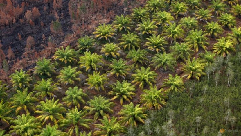 Scrapping oil palm moratorium raises doubt over Indonesia's green commitments: Environmentalists