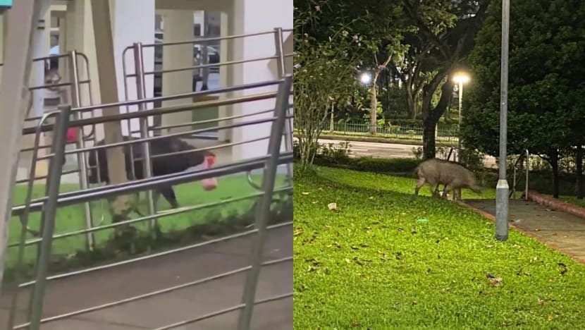 Bukit Panjang wild boar attacks: More traps to be placed, fences extended after 2 injured