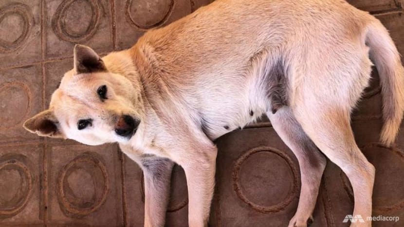 'Theoretical possibility' that COVID-19 can spread from animals to humans, but pets not a serious vector of transmission: MOH 'Theoretical possibility' that COVID-19 can spread from animals to humans, but pets not a serious vector of transmission: MOH