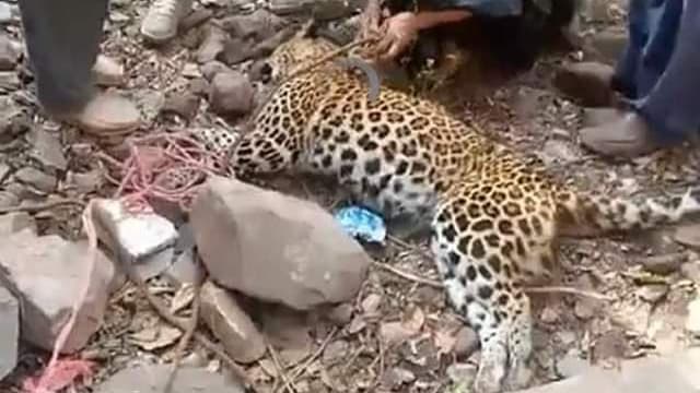 巴基斯坦野豹闯入村子 被200名村民用石头砸死