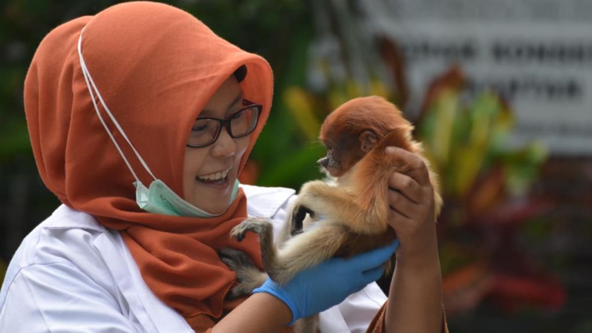 Temui wanita Indonesia yang mendedikasikan hidupnya untuk menyelamatkan monyet-monyet Kalimantan Selatan