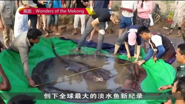湄公河捕捞到300公斤魔鬼鱼 创全球最大淡水鱼纪录
