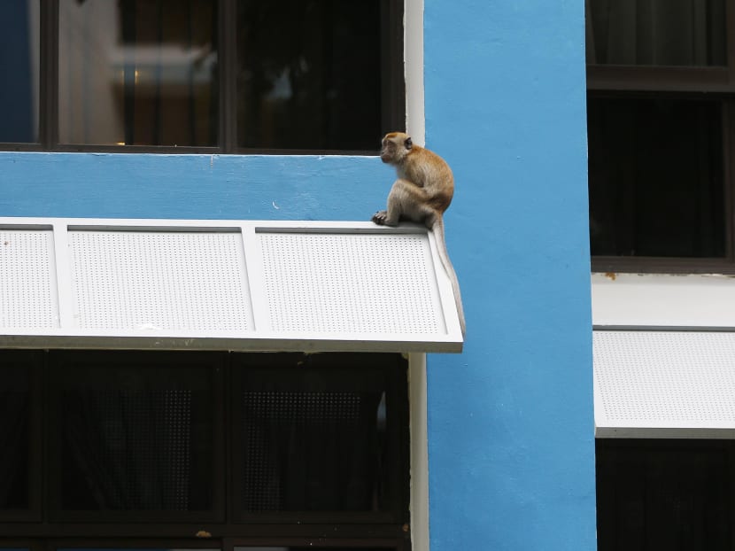 A monkey perched on a ledge of an HDB block in Bukit Panjang. Photo: Raj Nadarajan/TODAY