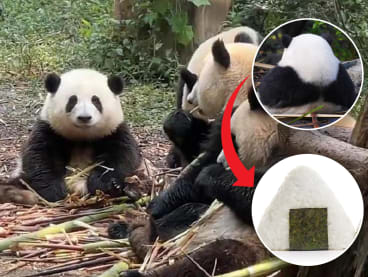Internet sweetheart Hua Hua, a giant panda at the Chengdu Research Base of Giant Panda Breeding, has gained popularity thanks to its unique onigiri-shaped body.