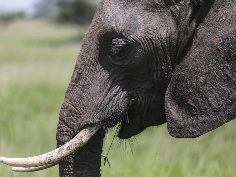 In this photo taken Jan 16, 2015, an African elephant grazes on the outskirts of Arusha, northern Tanzania. Photo: AP