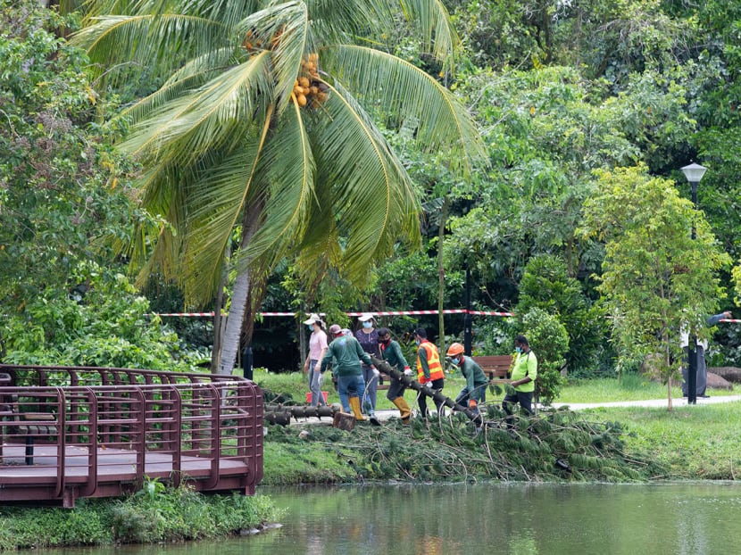 Workers seen clearing the trunk of the fallen tree at Marsiling Park on Feb 18, 2021