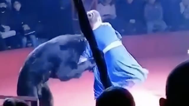 嫉妒孕妇？俄罗斯马戏团棕熊袭击怀孕驯兽师