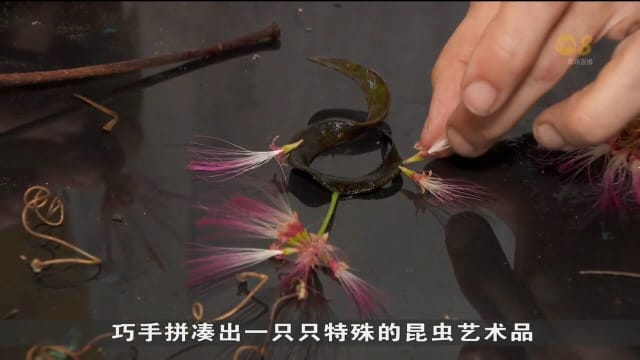 昆虫爱好者从自然界取材 创造昆虫艺术品