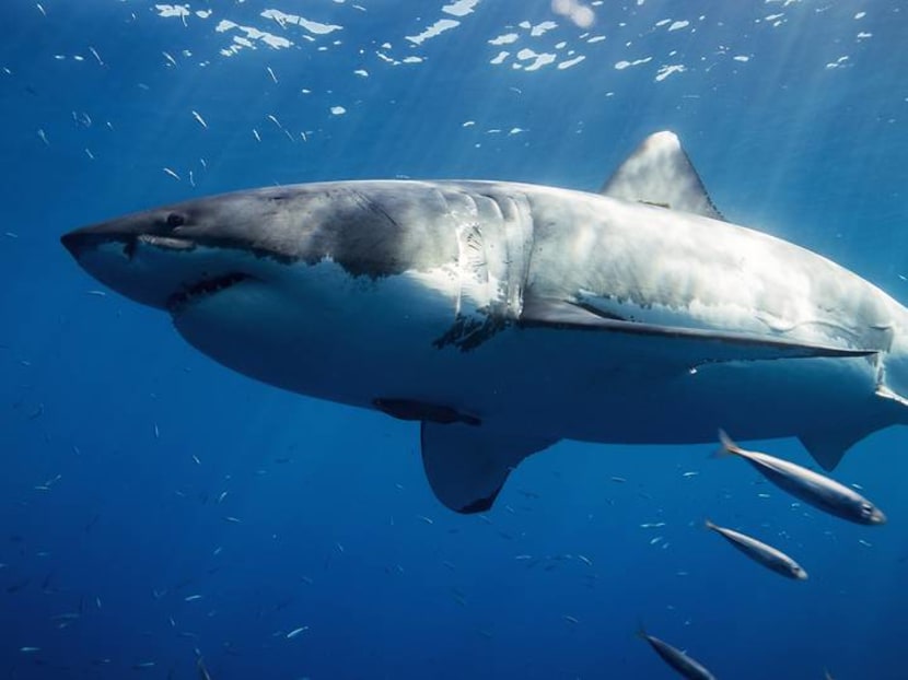 Husband punches shark to save wife in Australian shark attack Husband punches shark to save wife in Australian shark attack