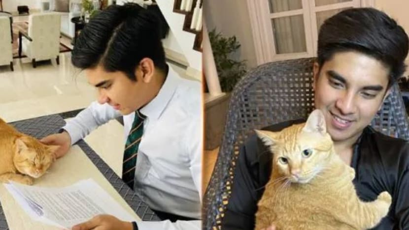 Syed Saddiq kehilangan kucing kesayangannya Toby