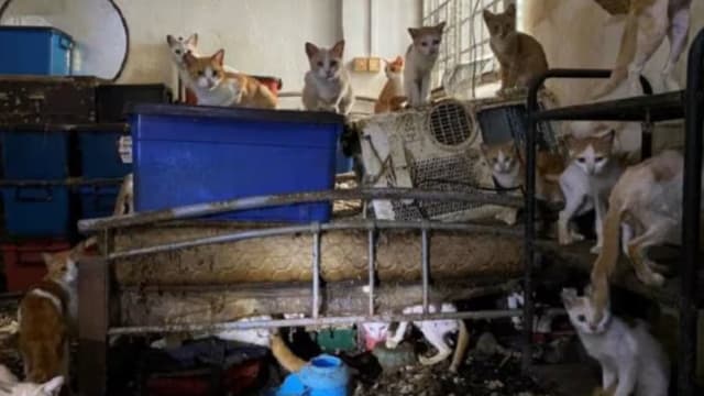 本地历来最大虐待宠物案 男子弃养43只猫被判坐牢