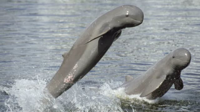 柬埔寨首相下令湄公河设保育区 保护濒危海豚