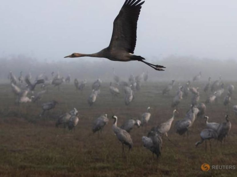 Flight delayed: crane winter migration arrives late in Israel Flight delayed: crane winter migration arrives late in Israel