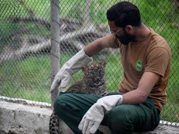 In this picture taken on March 27, 2024, a wildlife ranger takes care of a rescued leopard cub at the Margallah Wildlife rescue centre, formerly a zoological park, in Islamabad.