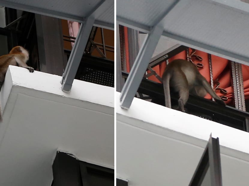 A monkey peering into a 12th floor HDB unit in Bukit Panjang. Photos: Raj Nadarajan