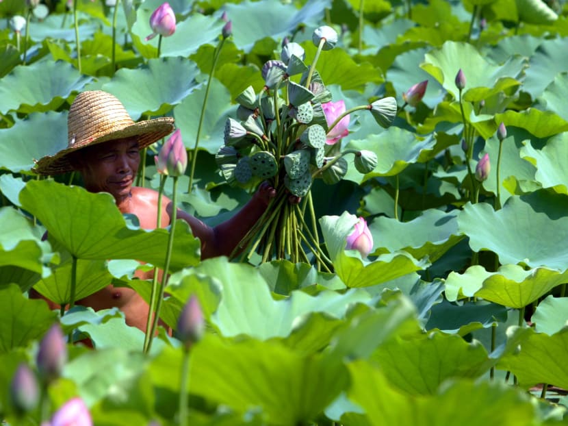 A farmer harvests lotus seeds at a pond on the outskirts of Guangzhou, Guangdong Province, China.