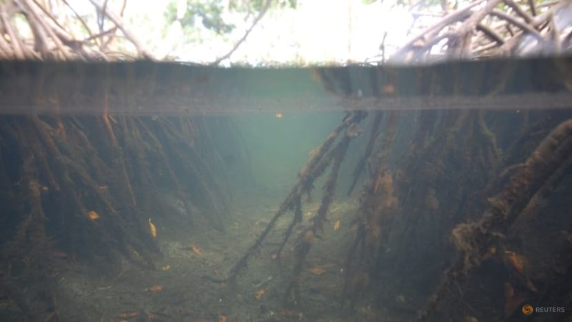 The 'Mount Everest' of bacteria discovered in Caribbean swamps The 'Mount Everest' of bacteria discovered in Caribbean swamps