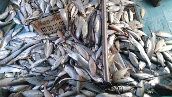 As movement curbs persist, Malaysian fishermen and farmers grapple with lower demand and logistics issues