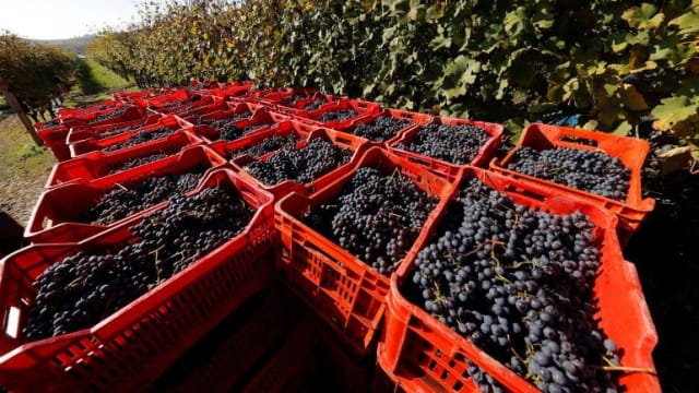 意大利充斥黑心工头  葡萄园被指剥削和虐待移民工
