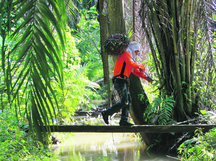 A Federal Land Development Authority (FELDA) farmer collects oil palm fruits in Hulu Selangor, about 100 km (62 miles) north of Kuala Lumpur. Photo: Reuters