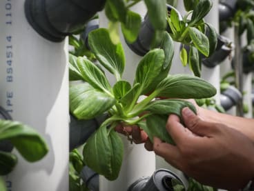 Baby bok choy (xiao bai cai) grown at Tomato Town, a farm on the rooftop of an HDB multi-storey carpark at Jurong West.