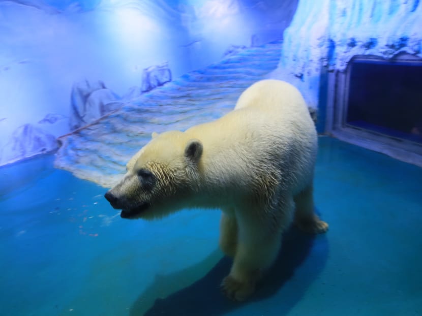 This photo shows a polar bear named "Pizza" inside his enclosure at the Grandview Shopping Mall in Guangzhou. A global campaign to free the world's "saddest polar bear" from a Chinese shopping centre has gathered one million signatures, rights groups said, as a new video of the wretched-looking creature sparked fresh outrage. Photo: AFP
