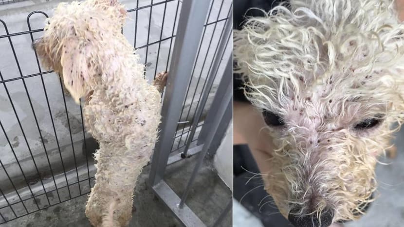 Woman fined for keeping 16 dogs without licence, not taking sick dog to vet Woman fined for keeping 16 dogs without licence, not taking sick dog to vet