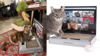 This Laptop For Cats Went Viral, So I Got My Cats To Test Out The Scratchpad Pro Cat Scratcher