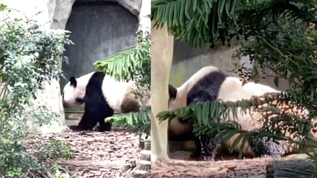 大熊猫母子粉丝关心情况 园方：叻叻状况良好