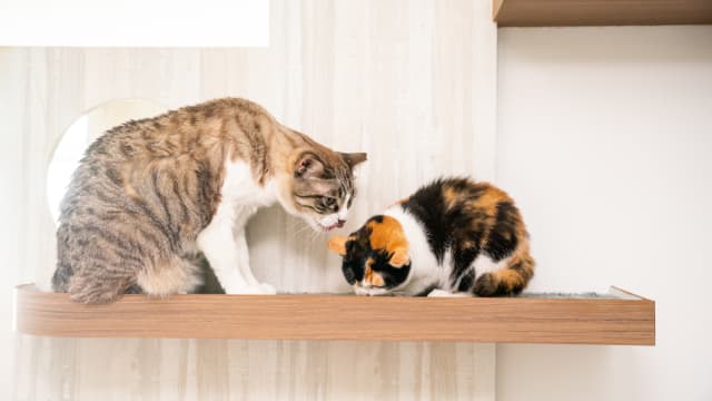 宠物猫或须植入晶片 当局探讨允许组屋居民养猫