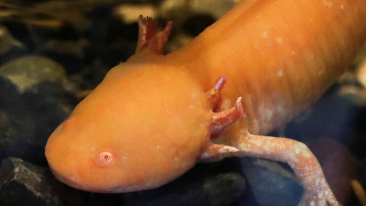Museum baru di Meksiko menyoroti salamander axolotl yang terancam punah