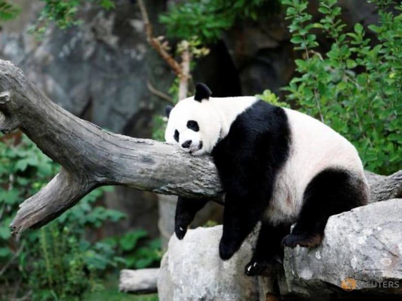 'A good day': Giant panda's pregnancy brings cheer to US National Zoo 'A good day': Giant panda's pregnancy brings cheer to US National Zoo