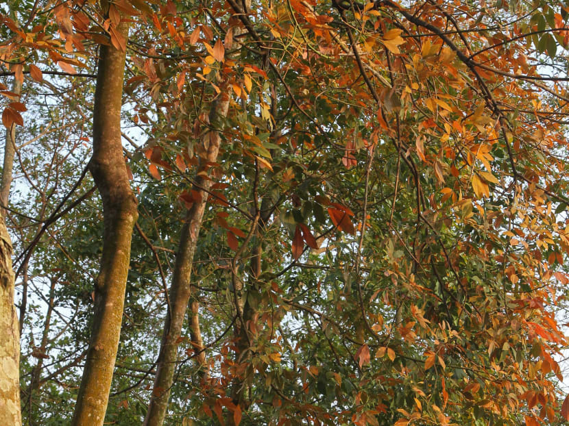 Singapore in grip of record dry spell