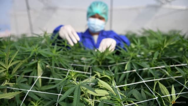 泰国不再把大麻列为毒品