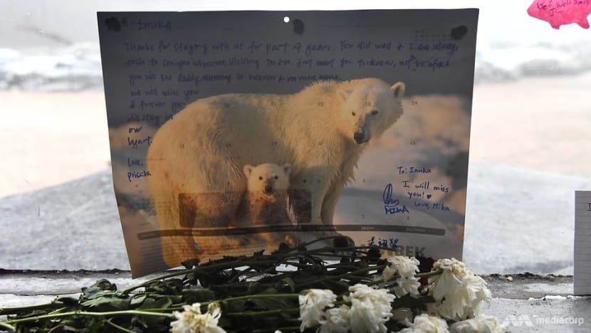 Commentary: What next after our outpouring of polar bear grief?