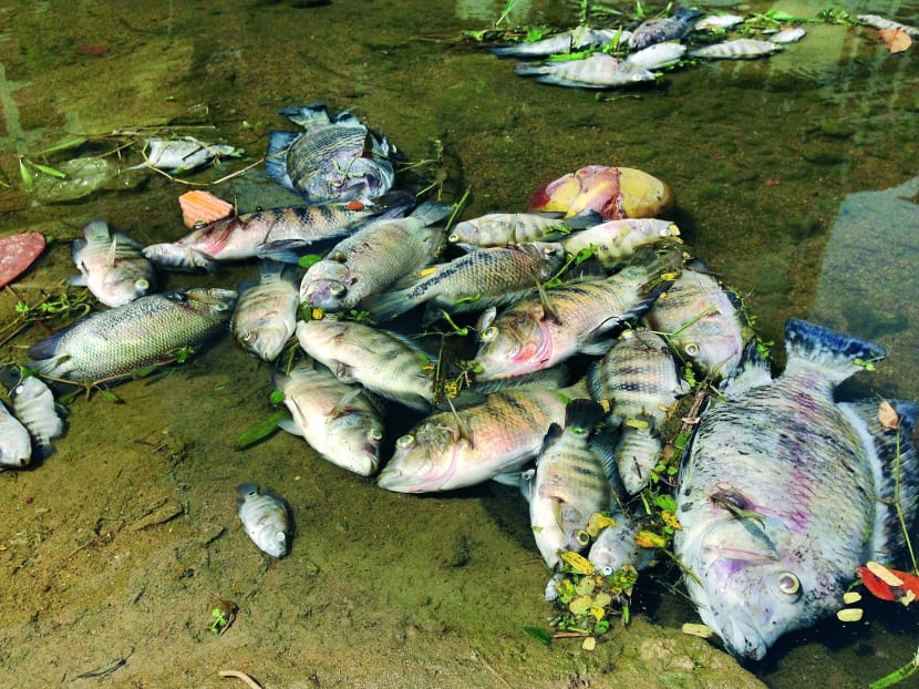 Hundreds of dead Tilapia and Mayan Cichlid were found floating in the park’s river yesterday. Photo: SION TOUHIG