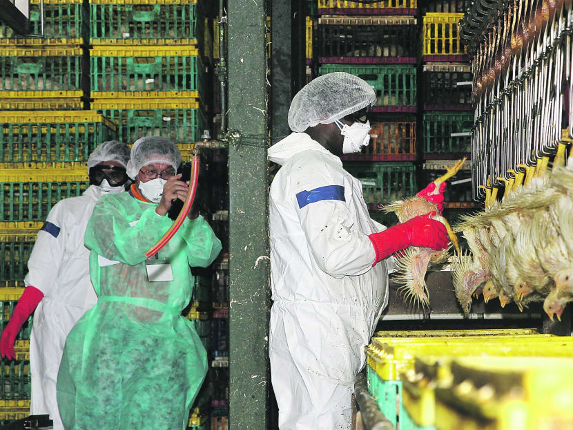 Gallery: AVA holds first bird flu drill at poultry slaughterhouse