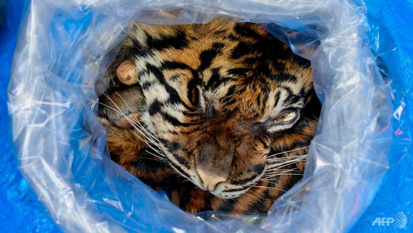 Indonesian arrested selling Sumatran tiger skin