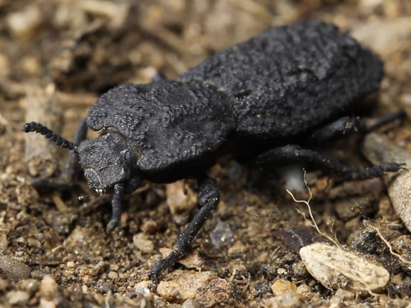 The diabolical ironclad beetle can tolerate forces up to 39,000 times its own body weight. The diabolical ironclad beetle can tolerate forces up to 39,000 times its own body weight.