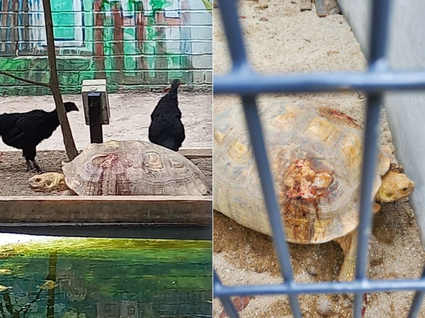 A tortoise and some chickens in the same enclosure at the Ang Mo Kio Industrial Community Farm (left) and an apparently injured tortoise (right). The pictures were taken by passers-by.