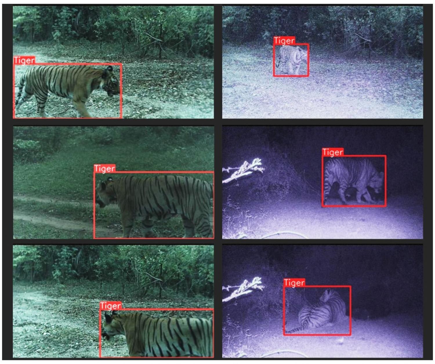 AI of the tiger: Tiny camera 'protects' predator — and people - TODAY