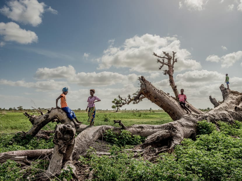 Children play on a fallen baobab tree in Kaolack, Senegal. Africa’s oldest and largest baobabs have been dying, and scientists suspect climate change is the cause.