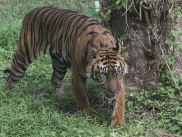 A Sumatran tiger is seen at the Medan zoo in Medan, North Sumatra on Jan 15, 2024. 