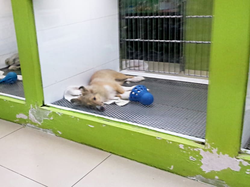 Real estate agent Jacky Tan hopes to improve the housing conditions of dogs in pet shops here. PHOTO: JACKY TAN