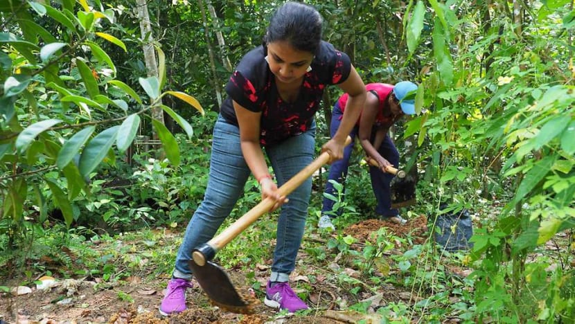 Native species, community engagement: Why there's more to planting trees than digging and watering Native species, community engagement: Why there's more to planting trees than digging and watering