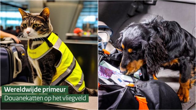 警猫代替警犬？荷兰机场成立缉毒猫咪队