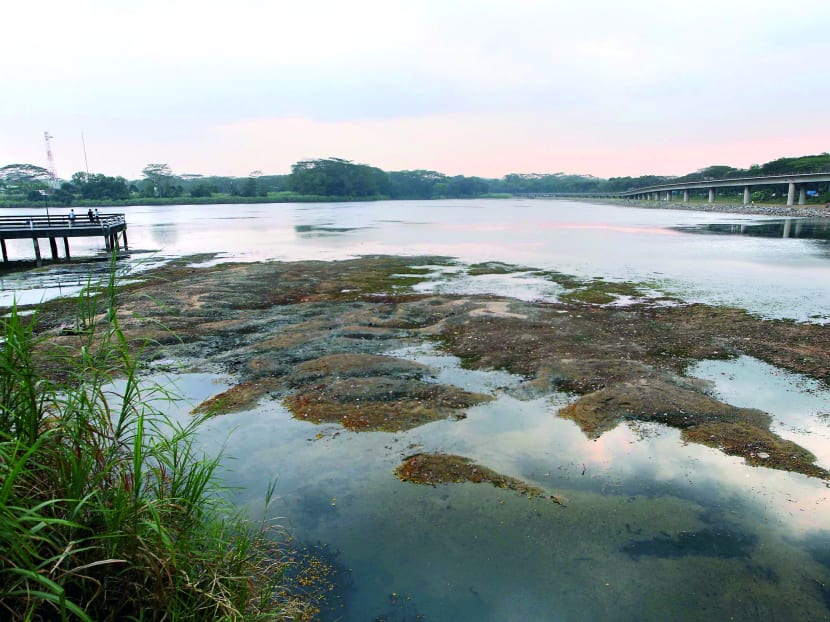 Some areas around the Lower Seletar Reservoir have dried up on 4 March 2014 due to the prolonged dry weather. Photo by Ooi Boon Keong