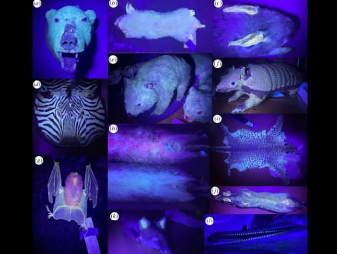 Glow in the dark pets top