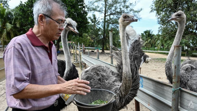 Jatuh bangun eks pilot tempur Singapura pertahankan peternakan burung unta miliknya